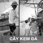 cây kem đá